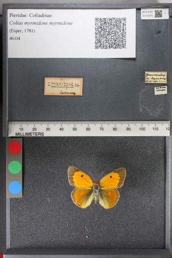 Media type: image;   Entomology 118775